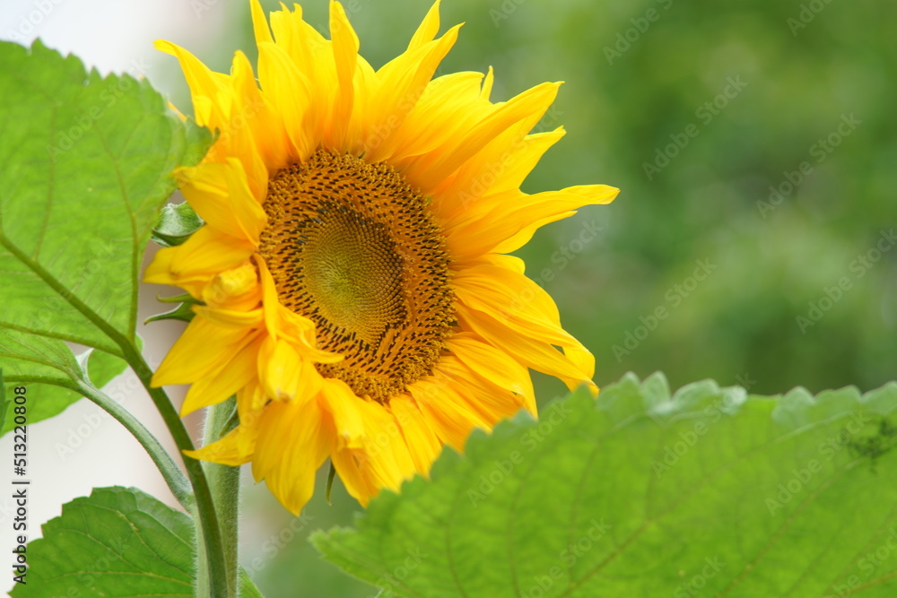 Speaking by Summer flower is Sun flower Speaking by Summer flower is Sun flower