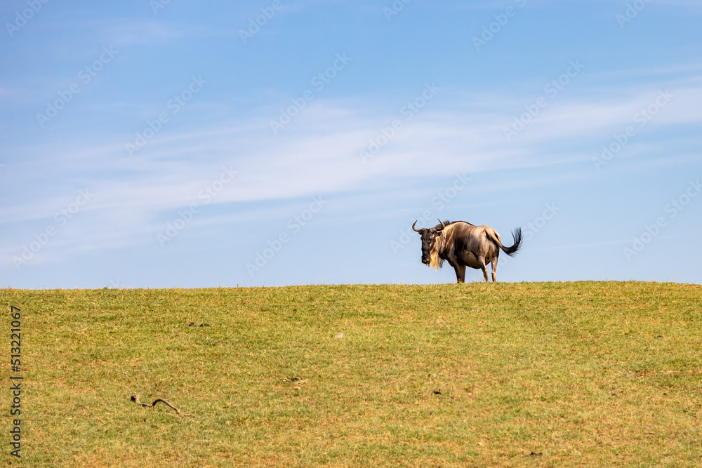 Wildebeest on a hill