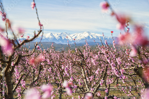 Pêchers fleuris et Canigou enneigé.