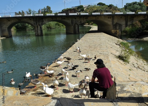 hombre dando a comer a los patos y gansos en río Guadalete, Arcos de la Frontera photo
