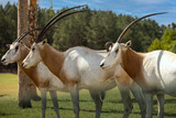 Scimitar Oryx Trio