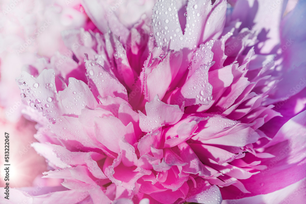 Abstract background with flowers. Light gentle pink background from peony petals. Peony flower in dew drops close up. Peony in drops of water, close-up.