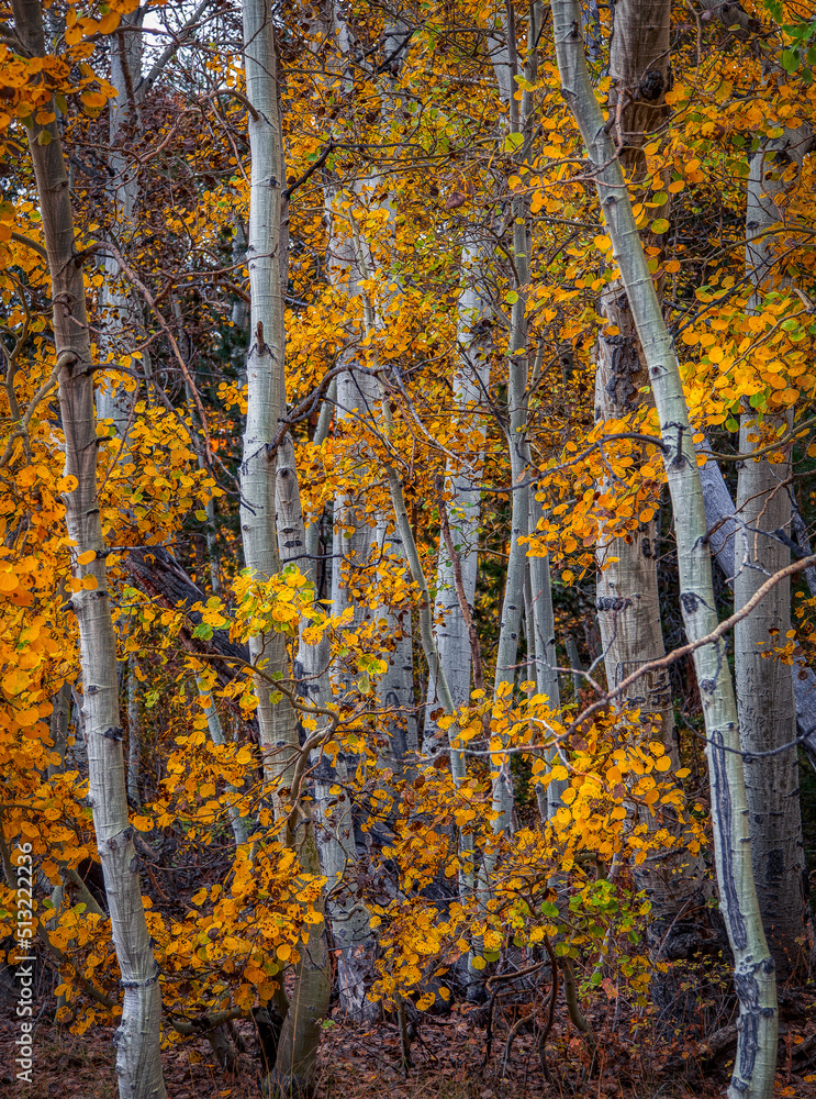 Obraz premium Aspen trees in the fall