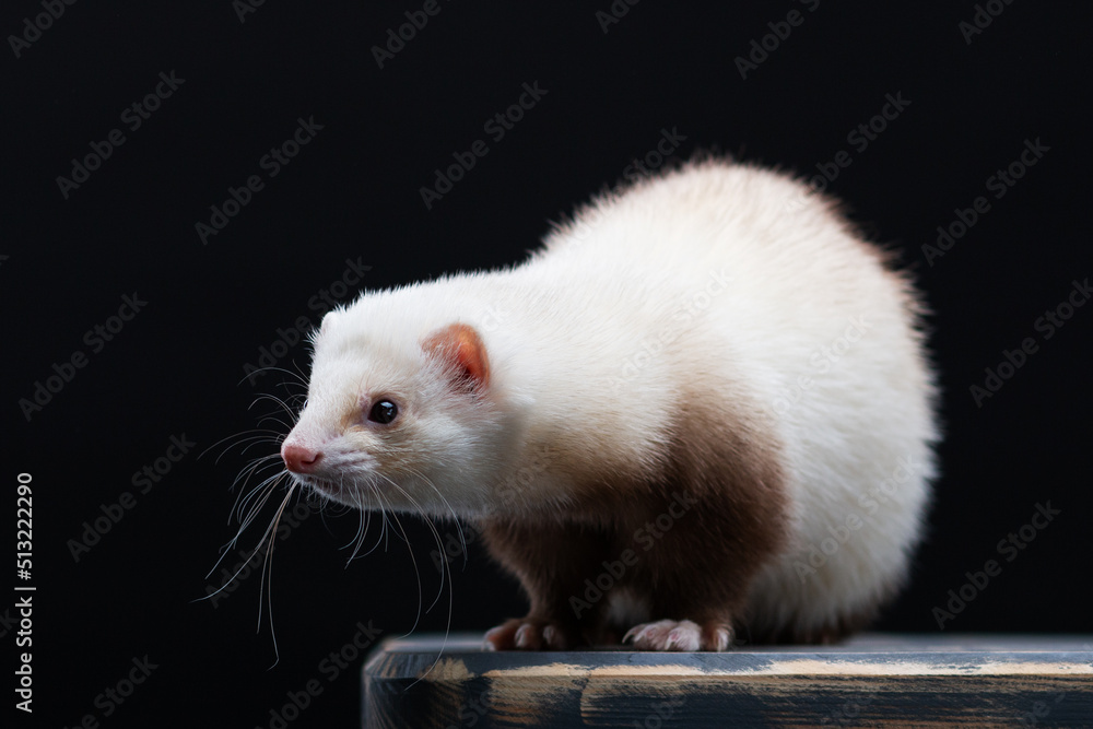 Cute point coloured ferret posing isolated on the. black background Cute point coloured ferret posing isolated on the. black background