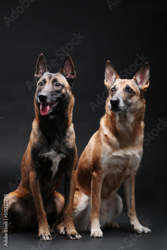 Belgian shepherd malinois and mixbreed ginger dog posing and doing tricks, two dogs together isolated on the black background photo