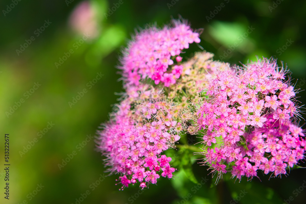 シモツケの花
シモツケの花