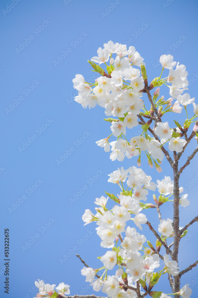 青空を背景に桜の花をクローズアップ 青空を背景に桜の花をクローズアップ