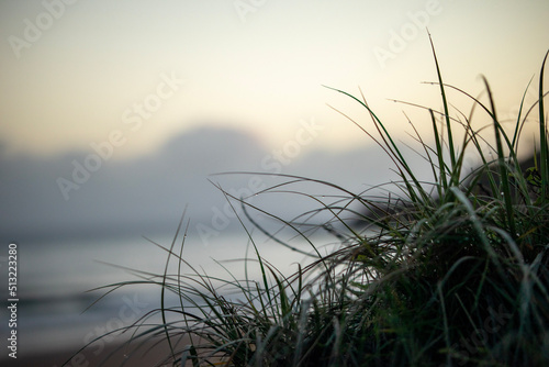 sunset in the grass