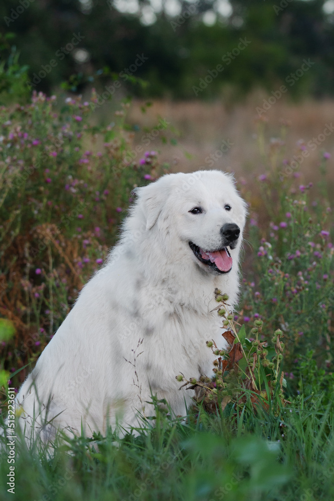 Maremmano-Abruzzese sheepdog, maremma dog portrait outside