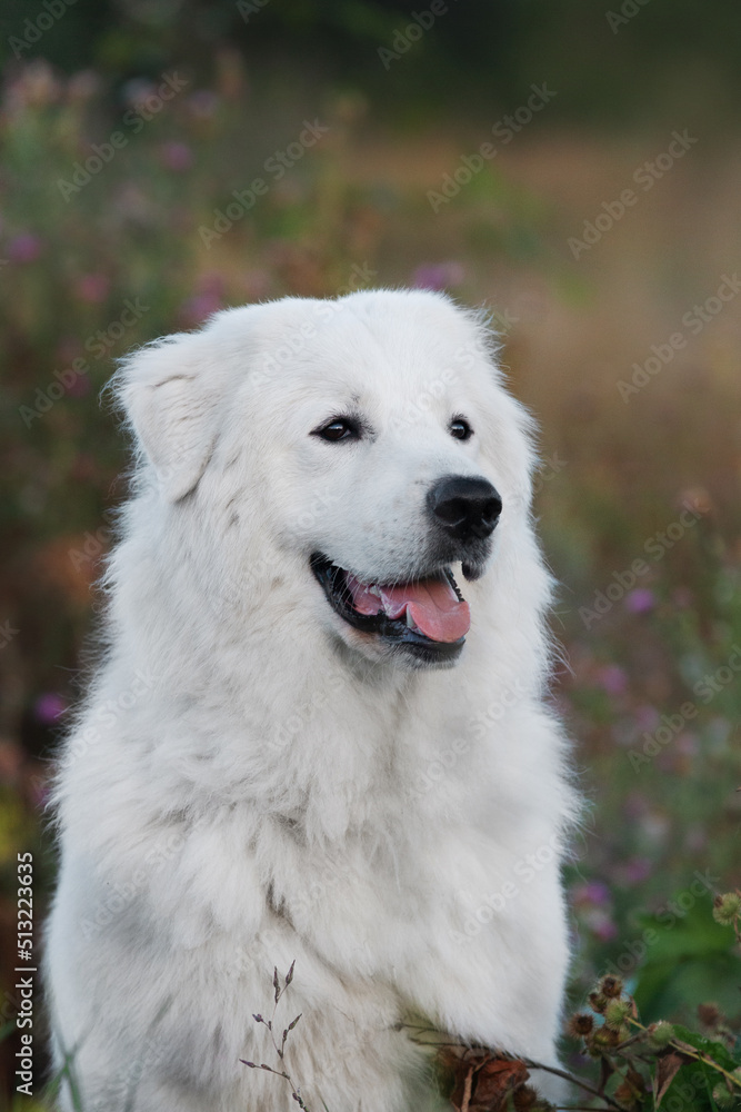 Maremmano-Abruzzese sheepdog, maremma dog portrait outside