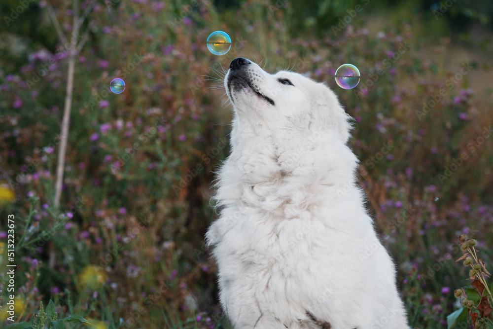 Naklejka premium Maremmano-Abruzzese sheepdog, maremma dog playing with bubbled outside