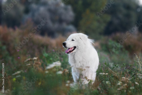 Maremmano-Abruzzese sheepdog, maremma dog outside