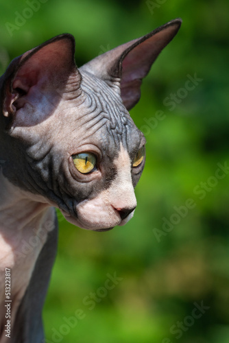 Fototapeta Naklejka Na Ścianę i Meble -  Portrait of luxury Canadian Sphynx kitten on sunny summer day. Young female cat has pricked up ears and looks down attentively. Close-up, side view. Natural blurred green background. Vertical shot.