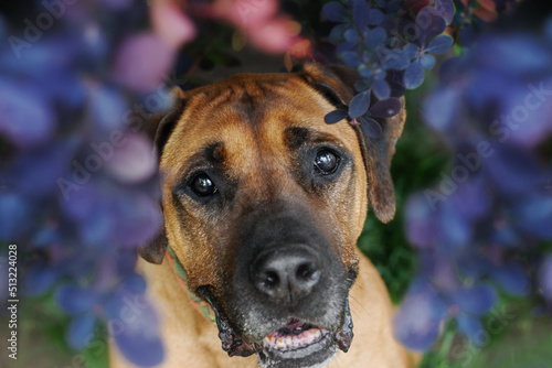 South African boerboel in the violet flowers