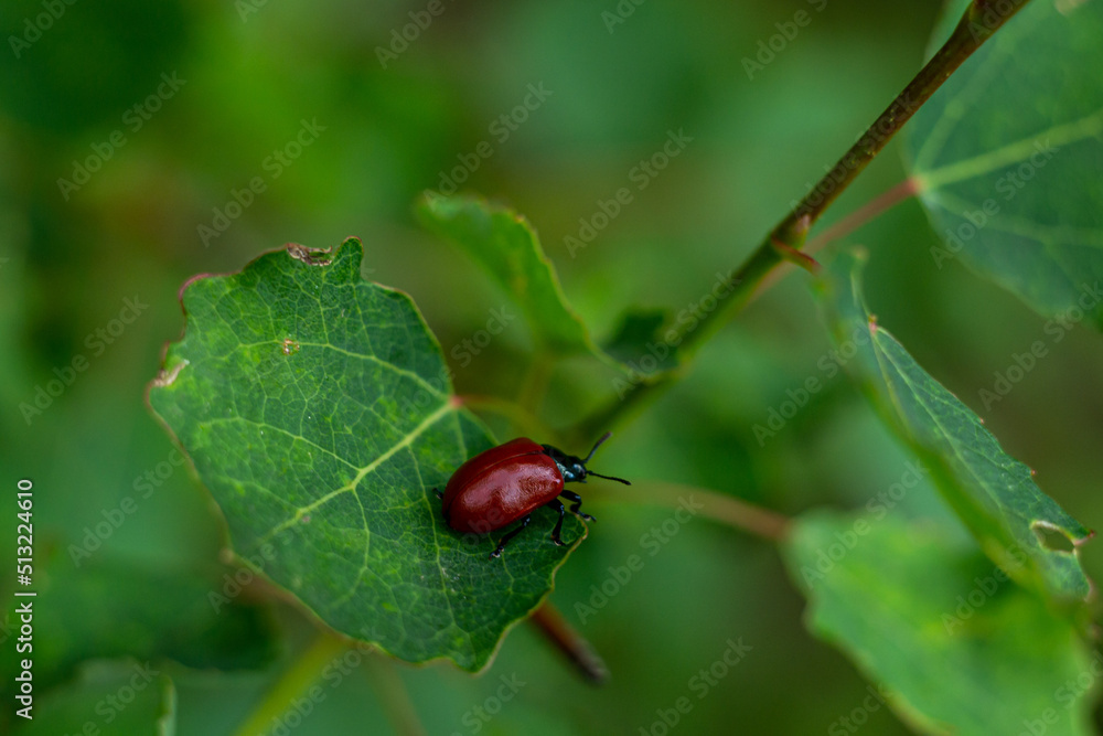 small red beetle on a green leaf small red beetle on a green leaf