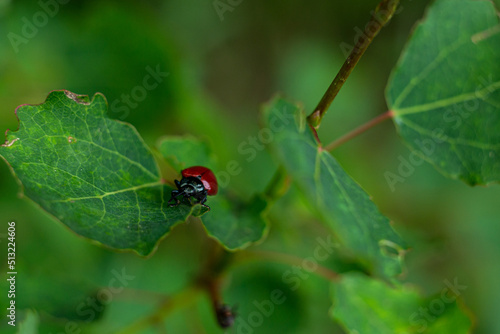 small red beetle on a green leaf