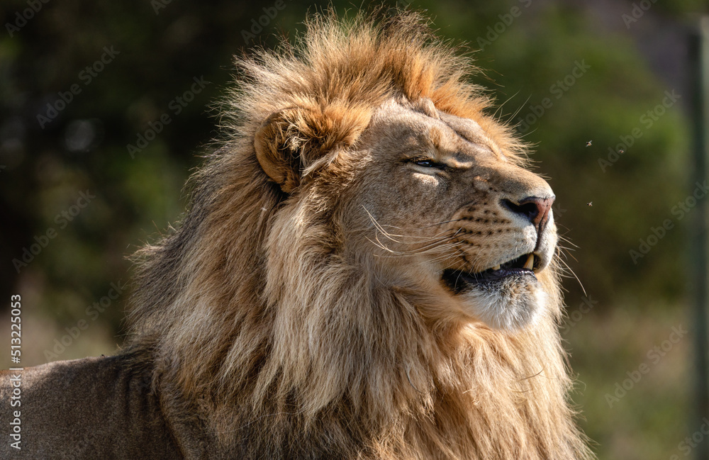 Lion portrait in the African savannah - Wild and free, this big cat seen on a safari nature adventure in South Africa