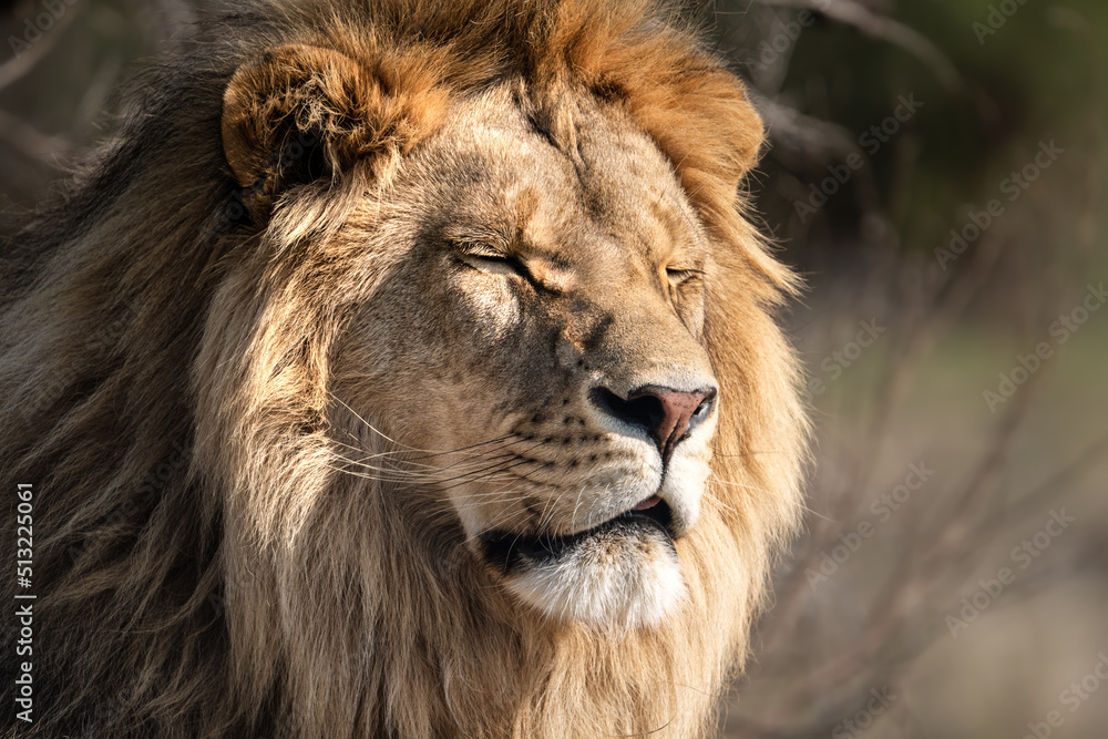 Lion portrait in the African savannah - Wild and free, this big cat seen on a safari nature adventure in South Africa