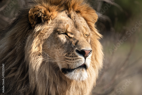 Lion portrait in the African savannah - Wild and free, this big cat seen on a safari nature adventure in South Africa