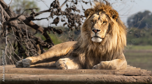 Photography Lion portrait - King of the African savannah - Wild and free, this big cat seen