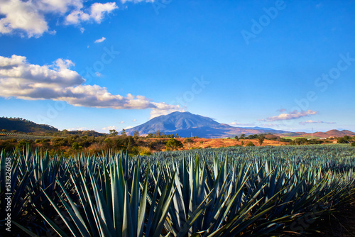 volcano in the background with blue sky in a sunny day some clouds and agave for tequila in first plane sanganguey volcano of nayarit  photo