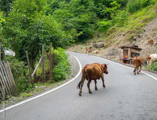 Cow in the village. The cow is walking along the road. Ruminant. Grazing. © Aleksandr