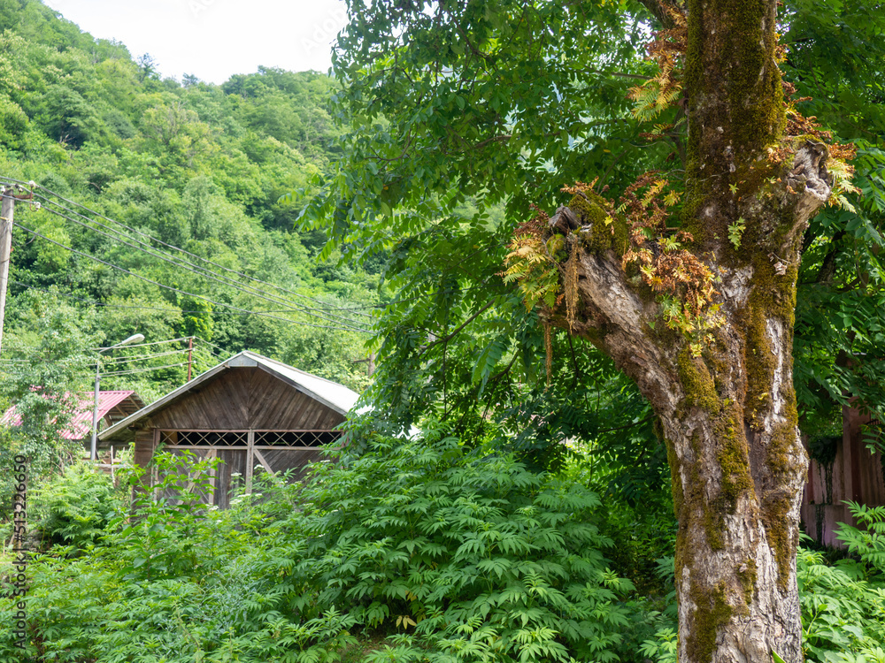A dilapidated abandoned building in nature. Ruins of an old house. A dilapidated abandoned building in nature. Ruins of an old house.