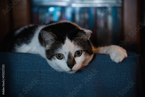 Fotografía Mickey the Turkish Van