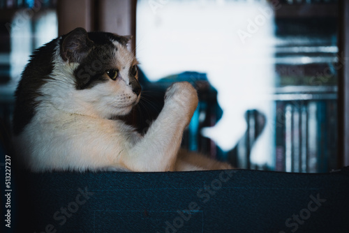 Fotografía Mickey the Turkish Van