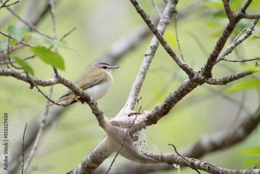 Red-eyed Vireo (Vireo Olivaceus) perched on tree at Terrell River County Park, Suffolk County, Long Island, New York, USA Red-eyed Vireo (Vireo Olivaceus) perched on tree at Terrell River County Park, Suffolk County, Long Island, New York, USA