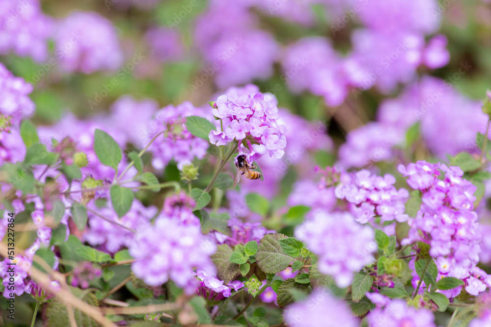 Honeybee lands on fragrant lilac purple flowers in spring sunshine