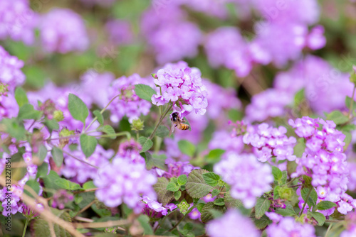 Honeybee lands on fragrant lilac purple flowers in spring sunshine