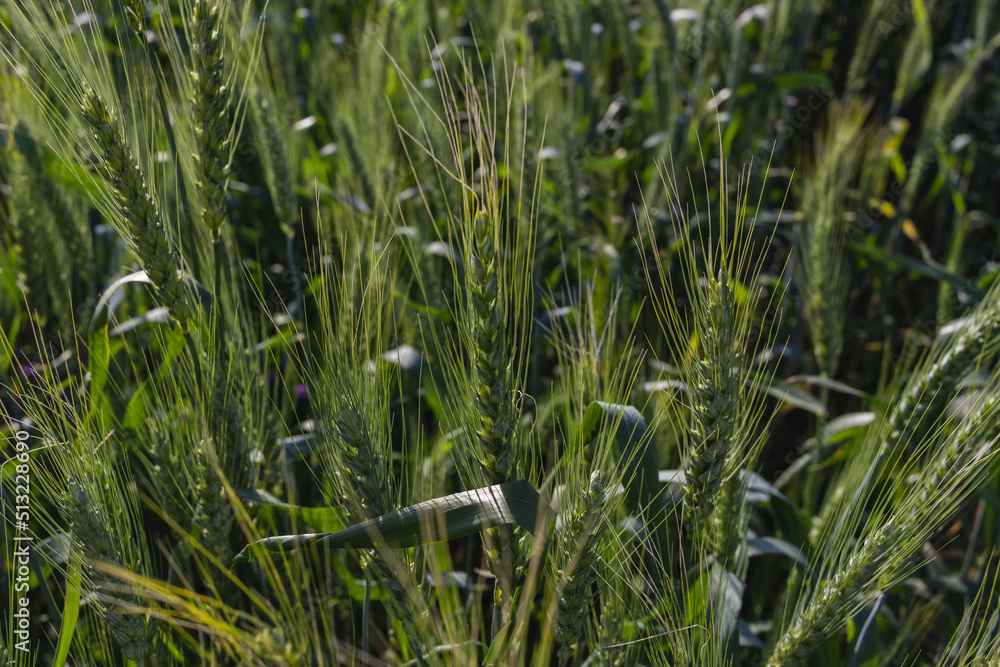 Fototapeta premium Wheat field image. View on fresh ears of young green wheat and on nature in summer field close-up. Soft blurry background