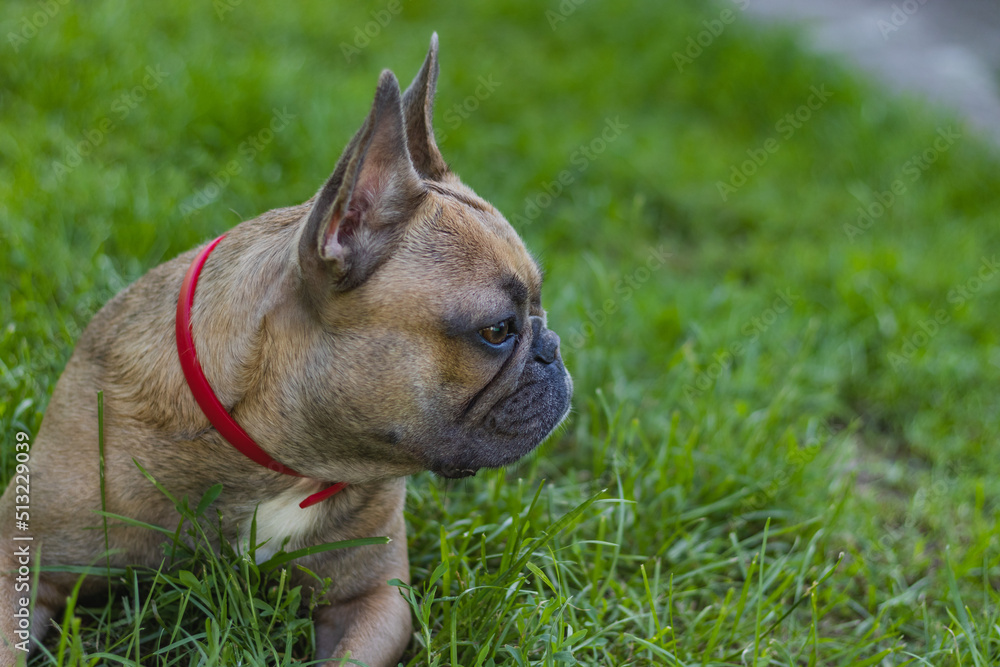 Cute French bulldog girl is resting in grass. Summer in countryside Cute French bulldog girl is resting in grass. Summer in countryside