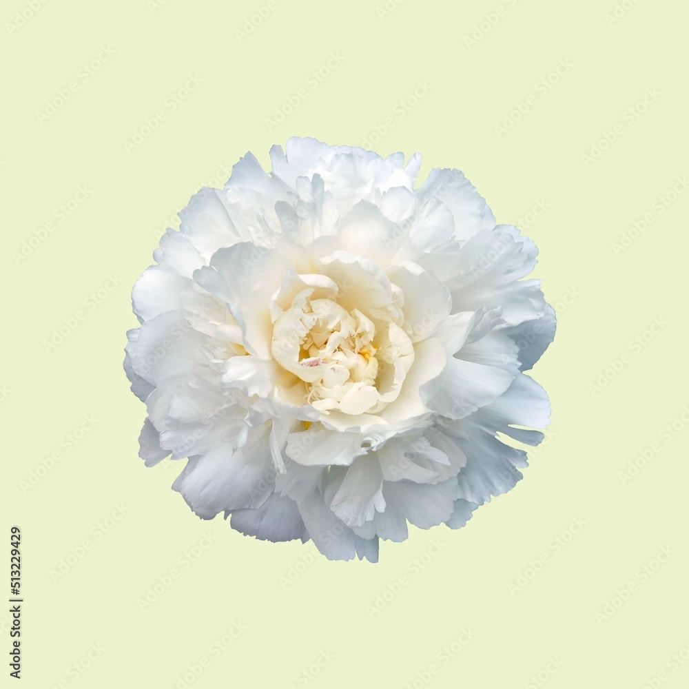 white peony flower isolated on cream background. white peony flower isolated on cream background.