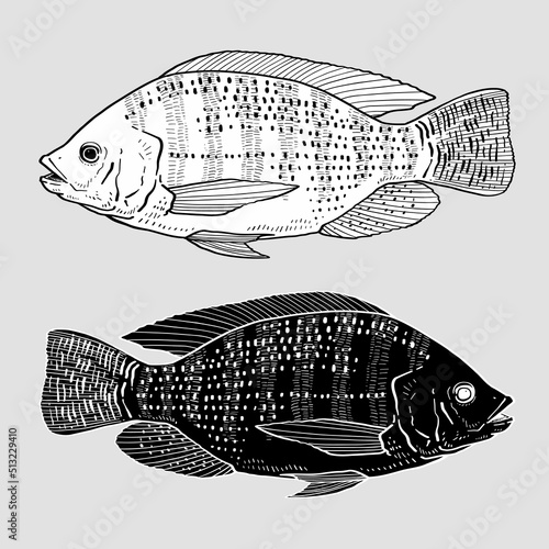 vector illustration of Tilapia fish.