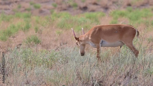 Wild saiga antelope or Saiga tatarica grazes in steppe. 4K