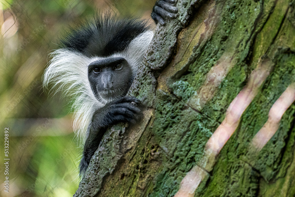 Obraz premium A black-and-white Angolan Colobus monkey