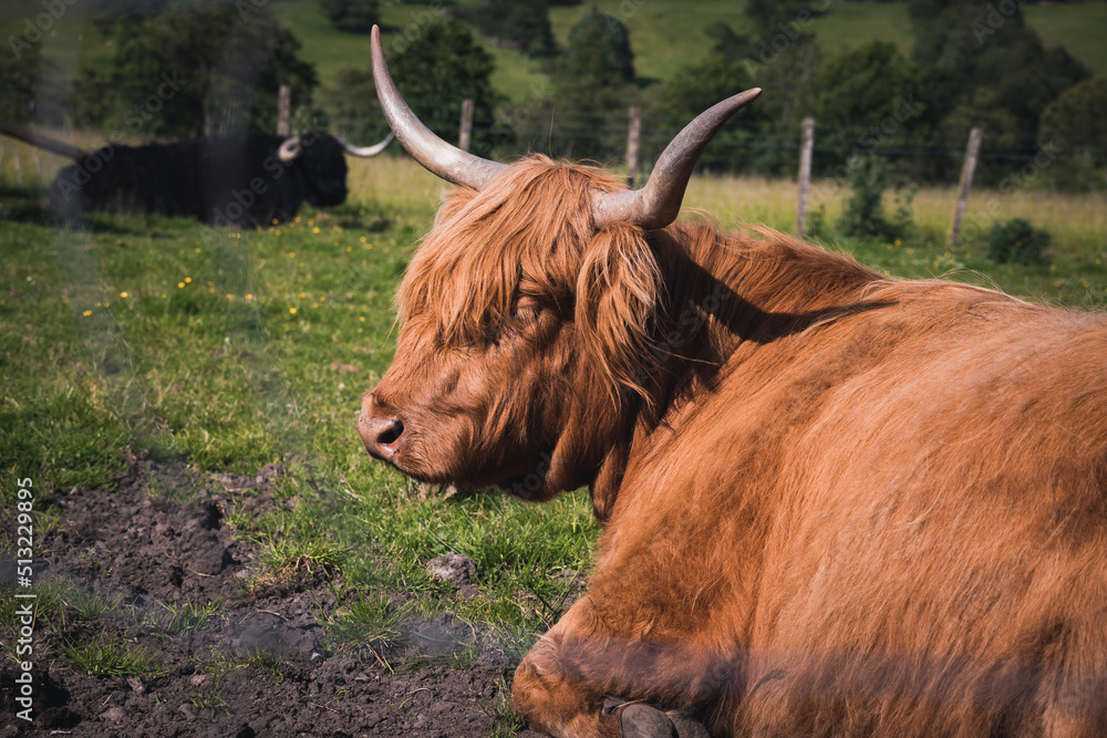 Close up shot of a Highland Cows in Scotland