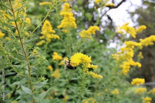 Bee Pollinating Flowers