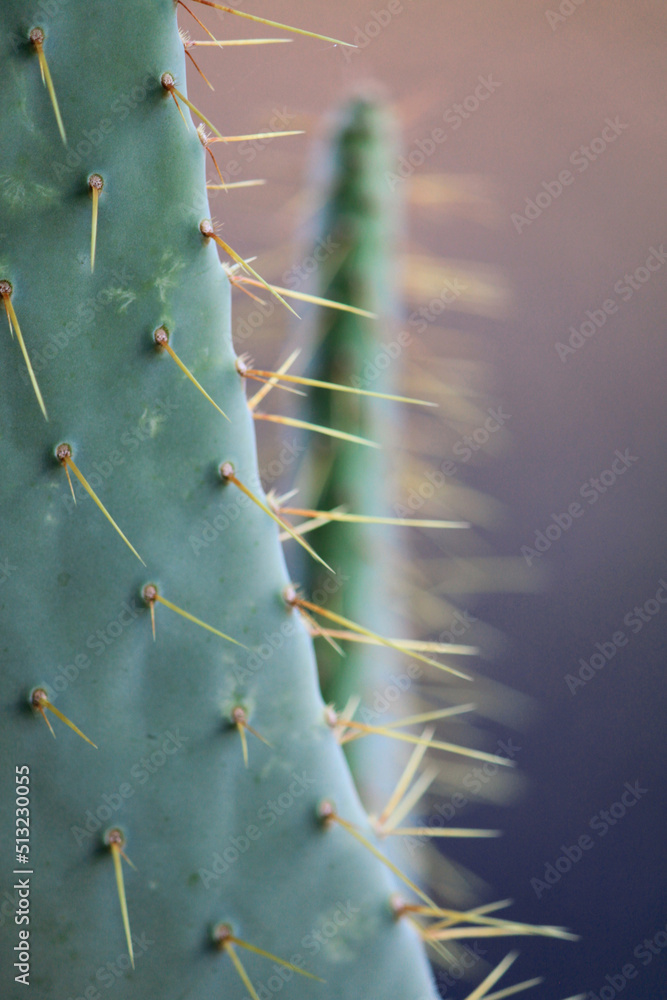 Close up of spiny Opuntia cactus flaunting a cascade of prickly thorns in the summer shade Close up of spiny Opuntia cactus flaunting a cascade of prickly thorns in the summer shade
