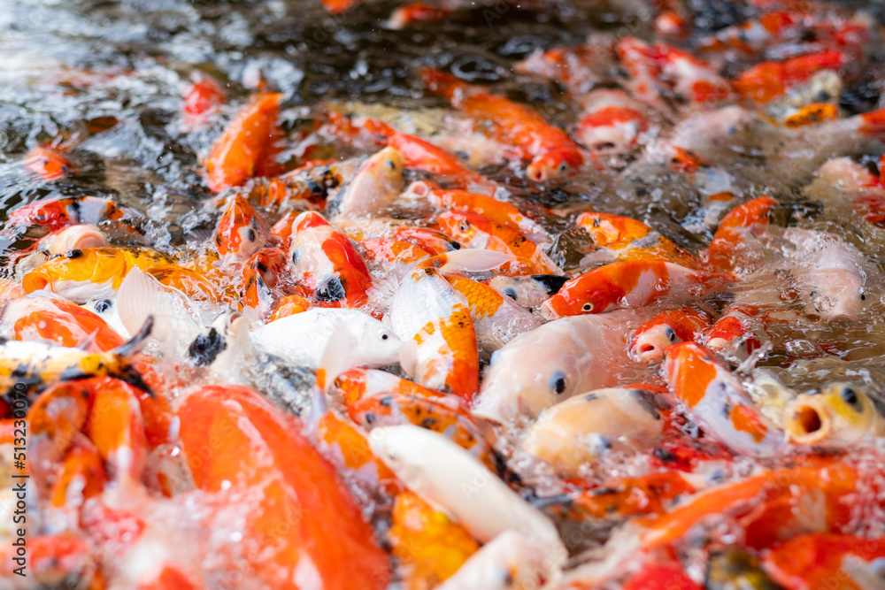 carp fish pond background, colorful background, Fancy carp carp fish pond background, colorful background, Fancy carp