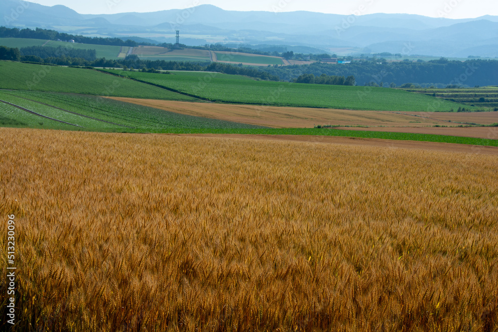 黄金色の麦畑と夏の山並み
