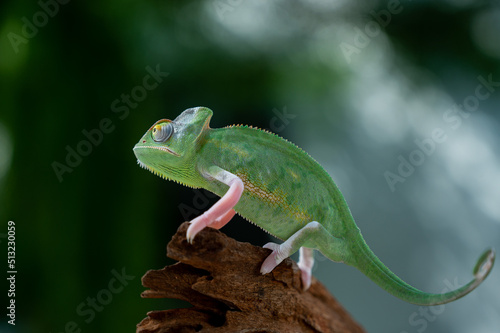 chameleon with blur background  predator