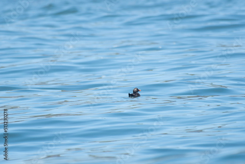 Tufted puffin juvenile on the sea
