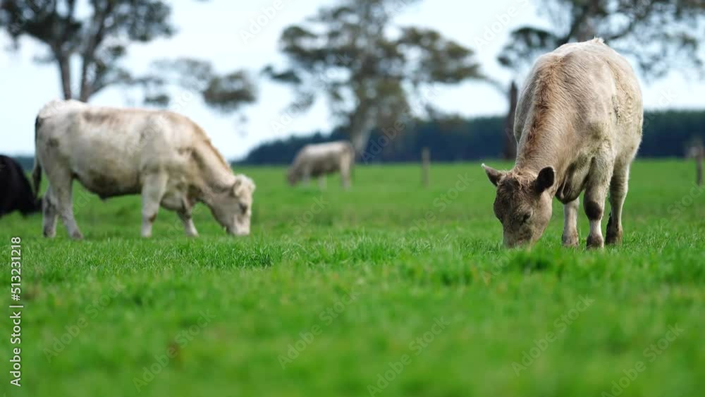 beef cows and calves grazing on grass in Australia, on a farming ranch. Cattle include speckled park, Murray grey, angus, Brangus, hereford, wagyu, dairy cows. Foot and mouth, fmd in bali Indonesia beef cows and calves grazing on grass in Australia, on a farming ranch. Cattle include speckled park, Murray grey, angus, Brangus, hereford, wagyu, dairy cows. Foot and mouth, fmd in bali Indonesia