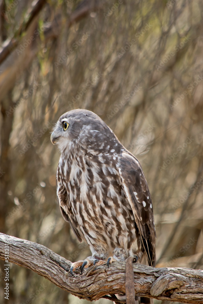 the barking owl is perched in a tree looking out for danger the barking owl is perched in a tree looking out for danger