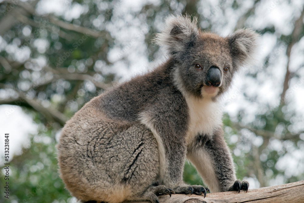 Fototapeta premium The koala is a grey and white marsupial 