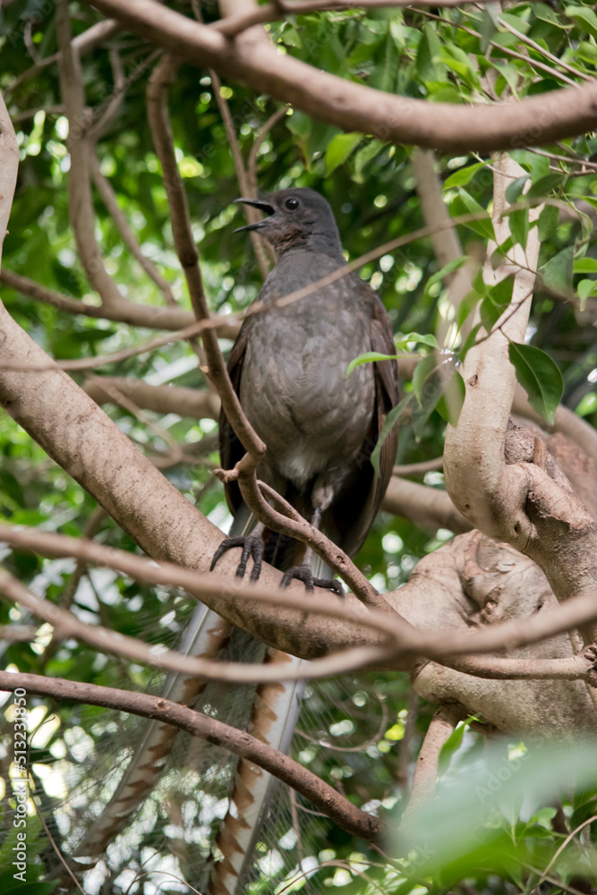The lyre bird is a grey bird with a colorful tail The lyre bird is a grey bird with a colorful tail