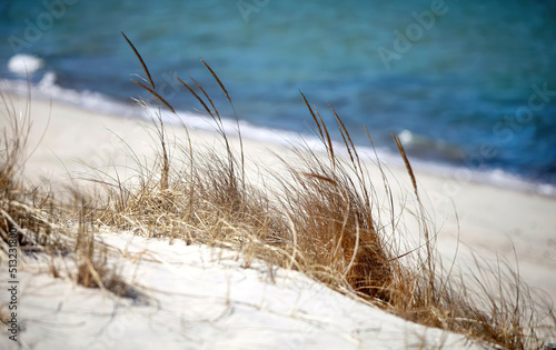 Cape Cod National Seashore Beach Grass with Ocean Background